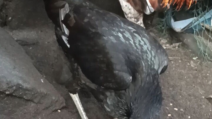 Texas Asil Bulik try To Cross Sbr Hen