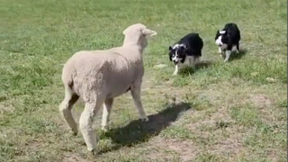 Edge, edge, instinct