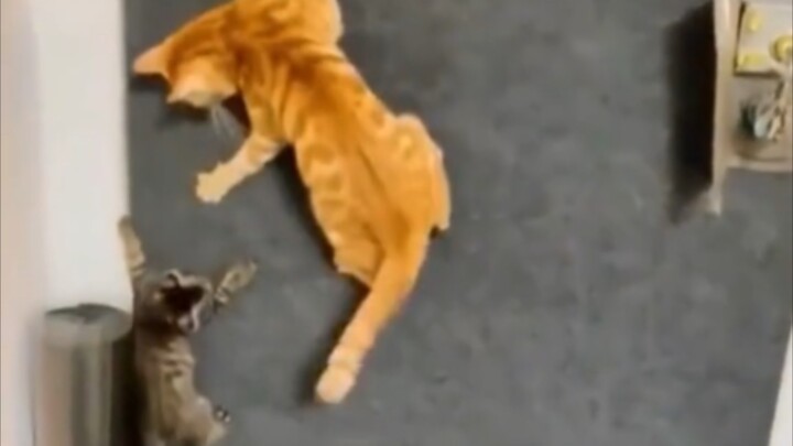 Kucing: "Perhatikan baik-baik, aku hanya akan menunjukkannya sekali saja!"