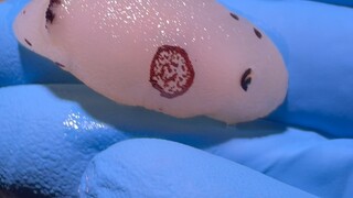 The sea hare is dead