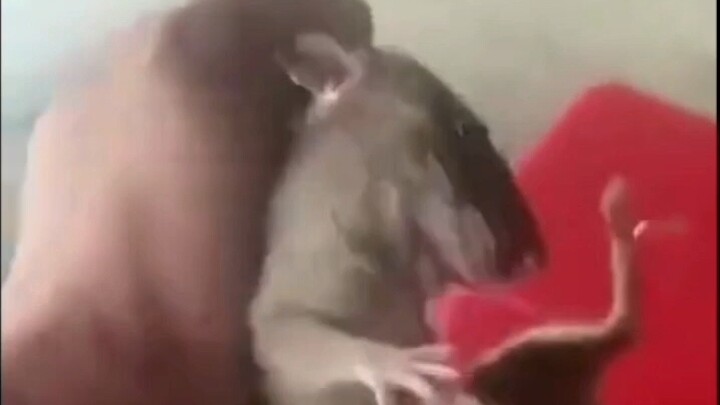 The Mouse Says “Goodbye, World”