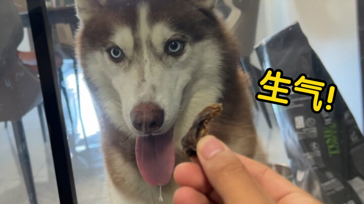 Luring the dog with food through the glass door — the husky goes wild and starts tearing the door ap