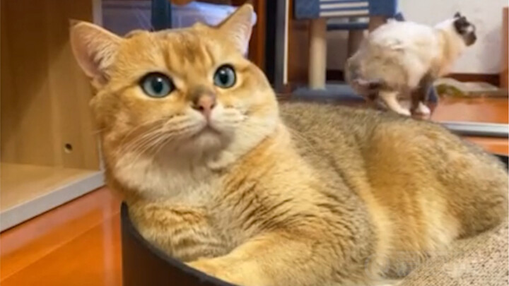 Mèo: Tôi đang nghe đây~