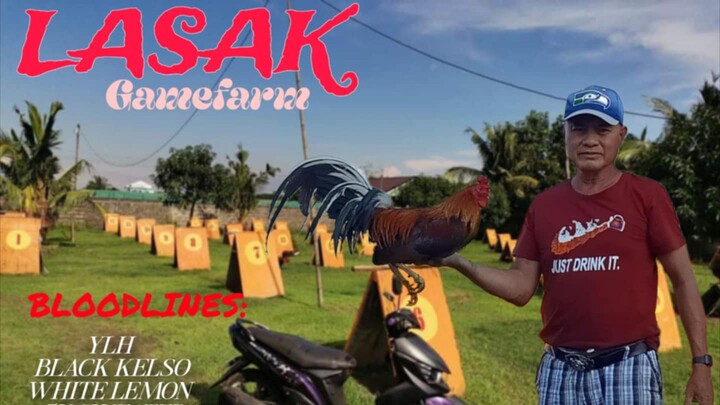 Black Kelso x Buddah Grey #Lasak GF