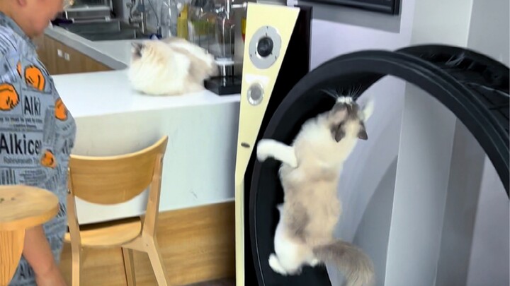 “Diligent Cat vs. Useless Cat”