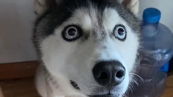 Why do huskies look so silly just by looking at them?
