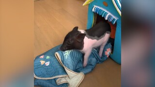 Một chiếc lợn bê tha(P6) | MYPET