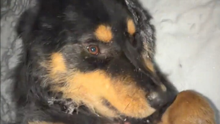 Made a little dog friend late at night