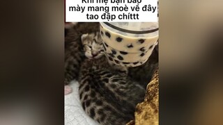 Đừng ai để ý giọng cười của tuiii đôxu meo catlover fyp mèo funny xuhuong2021