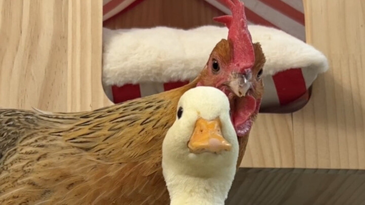 See through it but don’t call them out—still friends as always.