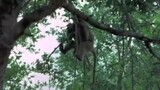 [NGAKAK PARAHH] Monyet Seblay 2