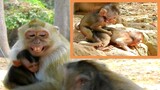 OMG Monkey Scary Each One Kidnap Her Baby, Awesome Baby Monkey Brave To Try Hard To Catch Each Baby