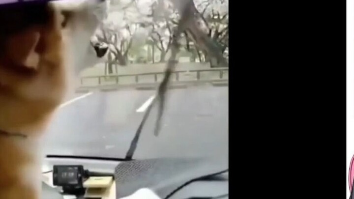 Con quỷ nhỏ Hàn Quốc nhìn hành vi khó hiểu của con chó và con chó thực sự đang lái xe? ?