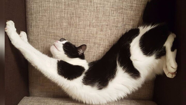 The Tap Dancing Cat