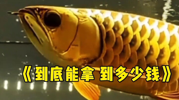 Seberapa sulitkah memperbaiki mata ikan arwana emas?