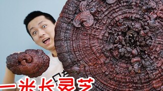 เห็ดหลินจือยาวหนึ่งเมตร ราคาหลายพันหยวน! ทานทุกวัน จะกลายเป็นมรดกตกทอดของครอบครัว!