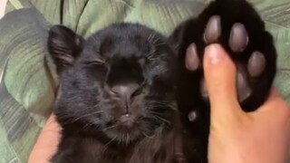 A foreign forest ranger picked up a kitten