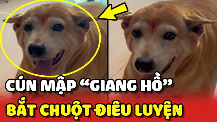 Chú chó mập GIANG HỒ bắt chuột vô cùng ĐIÊU LUYỆN 😂 | Yêu Lu