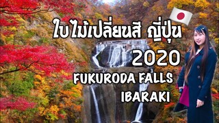 ใบไม้เปลี่ยนสีญี่ปุ่น 2020  ที่ น้ำตกฟุคุโรดะ Fukuroda Falls  จังหวัด Ibaraki  #เที่ยวญี่ปุ่น 2020