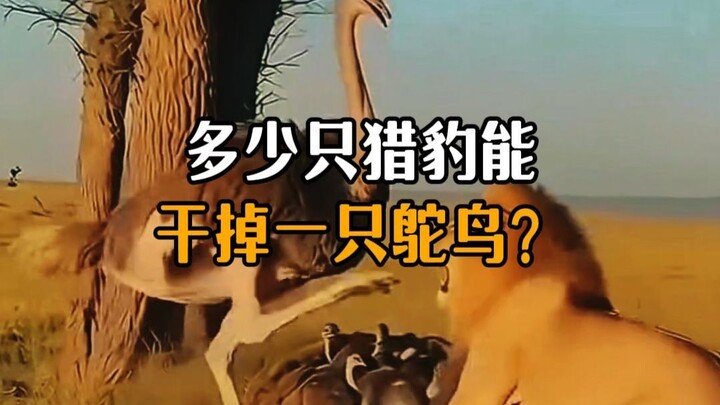 How many cheetahs does it take to take down an ostrich?
