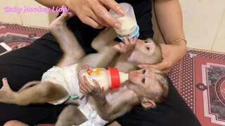 Routine Mom Feed Milk For Both Lovely Lion & Sono For Lunch