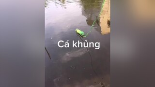 Cá khủng thiệt , kkkk hài hàihướcvuinhộn hàivl