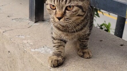 บางคนเดินๆ ไปก็มีแมวมาโผล่～～