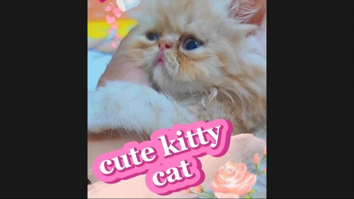 cute kitty cate 😸💗