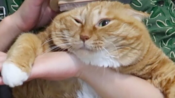 إنها لطيفة جدًا!!! لا يسمح لأحد أن يقول إنها قبيحة 🥺