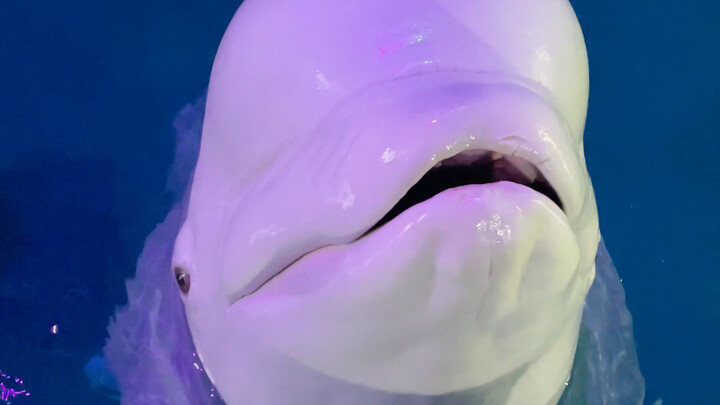 ต้าไป๋กลัวเสี่ยวเฮยจะรู้ว่าแอบกินน้ำแข็ง แค่สองคำก็กินน้ำแข็งหมดถังแล้ว