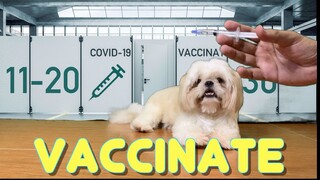 To Get A Covid-19 Vaccine or Not? | Cute & Funny Shih Tzu Dog Video