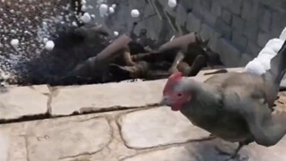 鸡屎交叉滴滴哒