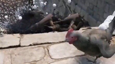 Chicken poop cross-drip-drip