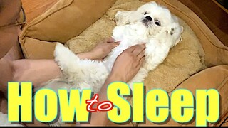 Teaching My Dog How to Easily Fall Asleep Part 1 | Cute & Funny Shih Tzu Dog Video