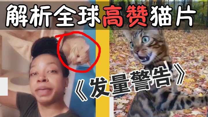 Phân tích clip mèo được yêu thích nhất thế giới: Đừng để mèo vặt tóc, hậu quả ai cũng hiểu! Hướng dẫ