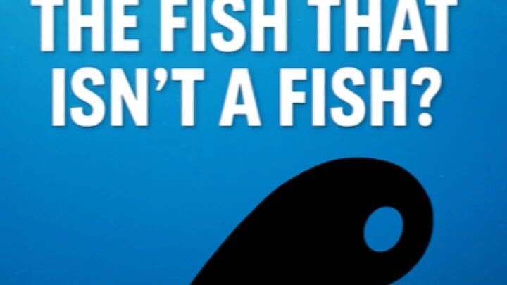 “Not a Fish, Not Friendly… What Is This Thing?!”