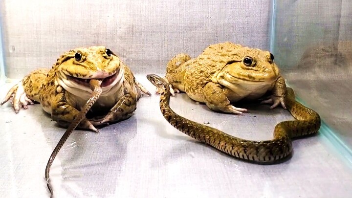 Bullfrog Eating Snakes