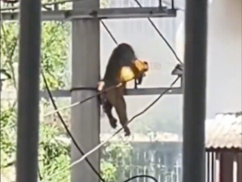 (เอ็มซี เอฟเฟกต์เสียง) ลิงช่างไฟ!!