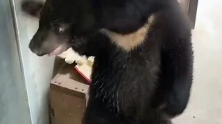 ها هو يعود خلسة مرة أخرى