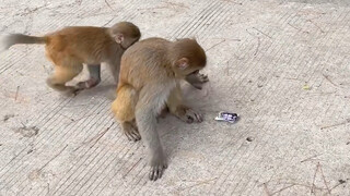 Blow up the monkey with a grenade