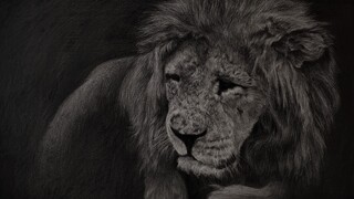 Drawing Malish the lion at Crimea Zoo