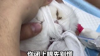 猫咪竟然还能做整形？！