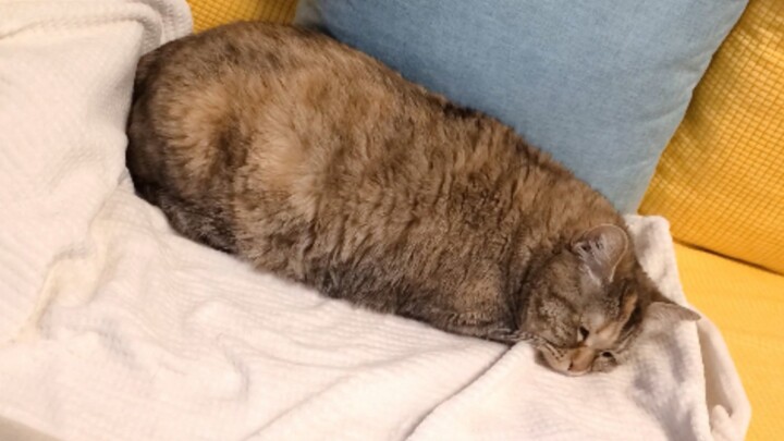 How much sorrow can a kitty have? Turns into a big, moldy potato!