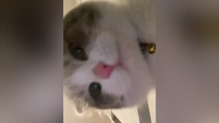 Hélu khi bạn bất ngờ mở camera trước cat  cutecat catsoftiktok meow