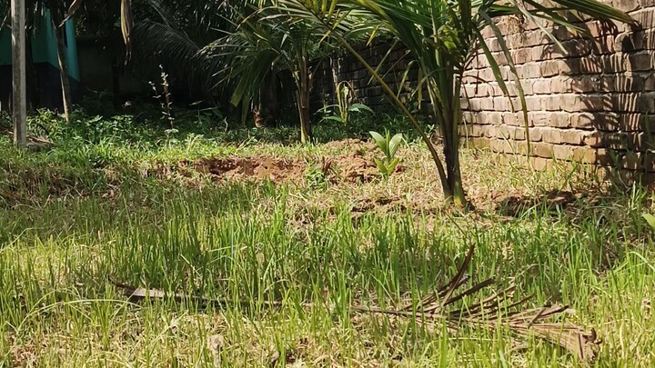 গাছের যত্ন নেওয়া