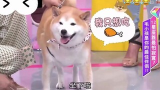 لا بد من مشاهدة هذه اللقطة لتشيانغ تشيانغ وكلبها، مضحكة جدًا