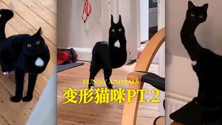 Transformed Cat PT.2