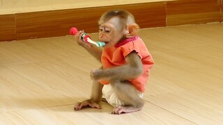 Wow Smart baby Monkey Maku learn to clean teeth in the morning