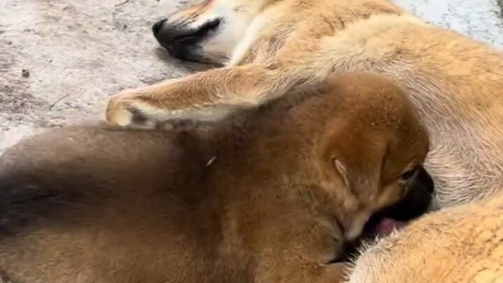The Little Dirt Dog in Front of Grandma’s Door