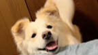 Have you ever seen a dog’s tail that can double as a conductor’s baton?